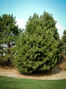 Сосна Чёрная (Pinus Nigra) купить по цене от 270.00р. в интернет-магазине «Посадика» с доставкой почтой в в Щелковое и по всей России – [изображение №1].