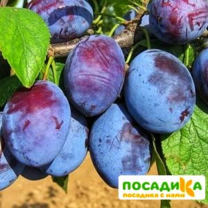 Слива Чачакская ранняя купить по цене от 229.00р. в интернет-магазине «Посадика» с доставкой почтой в в Щелковое и по всей России – [изображение №1].