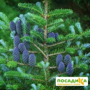 Пихта корейская (Abies koreana) купить по цене от 450.00р. в интернет-магазине «Посадика» с доставкой почтой в в Щелковое и по всей России – [изображение №1].