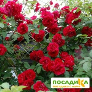 Роза плетистая Амадеус купить по цене от 399.00р. в интернет-магазине «Посадика» с доставкой почтой в в Щелковое и по всей России – [изображение №1].