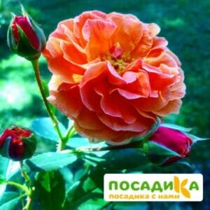 Роза Арабия купить по цене от 350.00р. в интернет-магазине «Посадика» с доставкой почтой в в Щелковое и по всей России – [изображение №1].