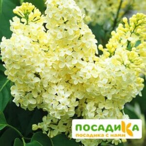 Сирень Примроуз (Primrose) купить по цене от 529.00р. в интернет-магазине «Посадика» с доставкой почтой в в Щелковое и по всей России – [изображение №1].