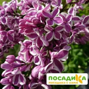 Сирень Сенсация купить по цене от 529.00р. в интернет-магазине «Посадика» с доставкой почтой в в Щелковое и по всей России – [изображение №1].