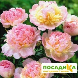 Пион Распберри Сандей (Paeonia Raspberry Sundae) купить по цене от 959р. в интернет-магазине «Посадика» с доставкой почтой в в Щелковое и по всей России – [изображение №1].