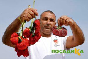 Клубника Гигант Джорнея купить по цене от 266р. в интернет-магазине «Посадика» с доставкой почтой в в Щелковое и по всей России – [изображение №1].