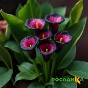 Калла Аура Лейс купить по цене от 400р. в интернет-магазине «Посадика» с доставкой почтой в в Щелковое и по всей России – [изображение №1].