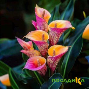 Калла Оникс купить по цене от 450р. в интернет-магазине «Посадика» с доставкой почтой в в Щелковое и по всей России – [изображение №1].
