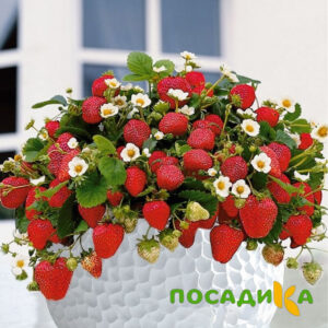 Клубника Рубиновый Шепот (горшечная) купить по цене от 240р. в интернет-магазине «Посадика» с доставкой почтой в в Щелковое и по всей России – [изображение №1].