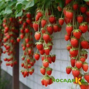 Клубника вьющаяся Комплимент купить по цене от 470р. в интернет-магазине «Посадика» с доставкой почтой в в Щелковое и по всей России – [изображение №1].