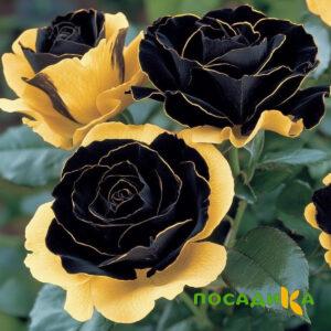 Роза Ханни Сикл купить по цене от 700р. в интернет-магазине «Посадика» с доставкой почтой в в Щелковое и по всей России – [изображение №1].