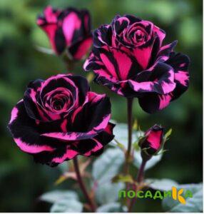 Роза Багровый Шепот купить по цене от 366р. в интернет-магазине «Посадика» с доставкой почтой в в Щелковое и по всей России – [изображение №1].