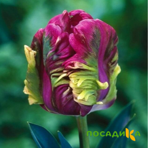 Тюльпан Экзотик Хэвен купить по цене от 186р. в интернет-магазине «Посадика» с доставкой почтой в в Щелковое и по всей России – [изображение №1].