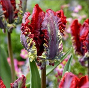 Тюльпан Рококо купить по цене от 350р. в интернет-магазине «Посадика» с доставкой почтой в в Щелковое и по всей России – [изображение №1].