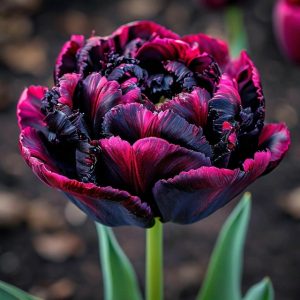 Тюльпан Фламинго купить по цене от 500р. в интернет-магазине «Посадика» с доставкой почтой в в Щелковое и по всей России – [изображение №1].