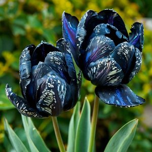 Тюльпан Блю Фог купить по цене от 500р. в интернет-магазине «Посадика» с доставкой почтой в в Щелковое и по всей России – [изображение №1].