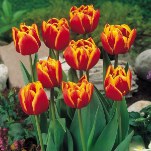 Тюльпан Блэк Фаер купить по цене от 275р. в интернет-магазине «Посадика» с доставкой почтой в в Щелковое и по всей России – [изображение №1].