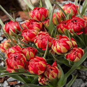 Тюльпан Ап Пинк купить по цене от 390р. в интернет-магазине «Посадика» с доставкой почтой в в Щелковое и по всей России – [изображение №1].