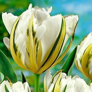 Тюльпан Экзотик Пуруссима купить по цене от 305р. в интернет-магазине «Посадика» с доставкой почтой в в Щелковое и по всей России – [изображение №1].