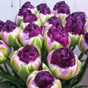 Тюльпан Анаконда купить по цене от 450р. в интернет-магазине «Посадика» с доставкой почтой в в Щелковое и по всей России – [изображение №1].